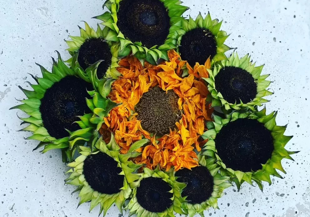 the sunflower womb